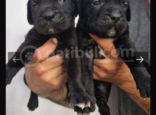 İtalyan Dev Mastiff Bebekler görsel