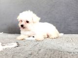 Maltesse Terrier Cinsi Güzel Yavrular