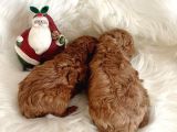Baby face Toy Poodle Bebekler