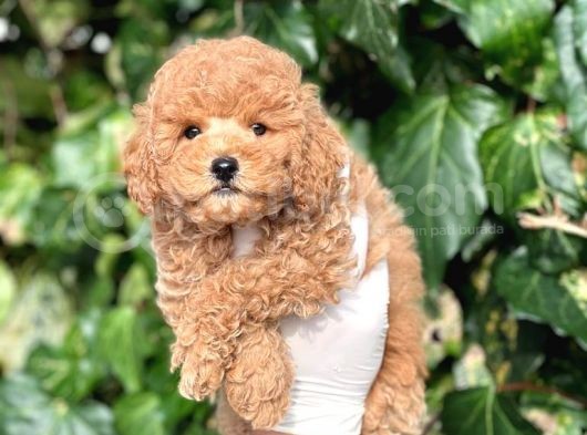 Sevimli Mini Boy Poodle Bebeklerimiz görsel