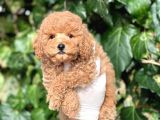 Irk Ve Saglik Garantili Poodle Bebekler
