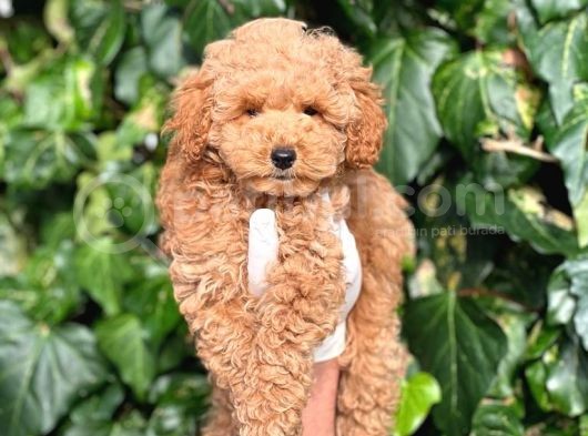 Irk Ve Saglik Garantili Poodle Bebekler görsel