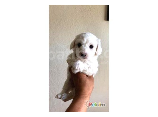 Maltesse Terrier Cinsi Güzel Yavrular