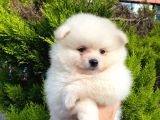 Show Kali̇te Ayi Surat Pomerani̇an Boo Yavrumuz