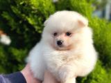 Show Kali̇te Ayi Surat Pomerani̇an Boo Yavrumuz
