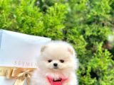 Show Kali̇te Ayi Surat Pomerani̇an Boo Yavrumuz