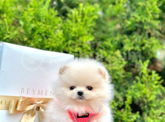 Show Kali̇te Ayi Surat Pomerani̇an Boo Yavrumuz görsel