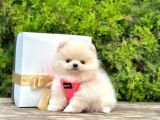 Show Kali̇te Ayi Surat Pomerani̇an Boo Yavrumuz