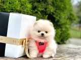 Show Kali̇te Ayi Surat Pomerani̇an Boo Yavrumuz