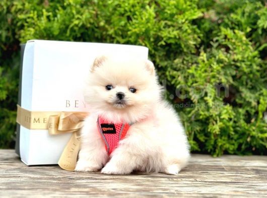 Show Kali̇te Ayi Surat Pomerani̇an Boo Yavrumuz