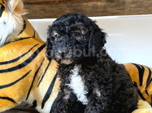 Silver Toy Poodle Bebekleri̇mi̇z görsel