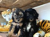 Silver Toy Poodle Bebekleri̇mi̇z