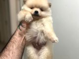 Show Kali̇te Ayi Surat Pomerani̇an Boo Yavrumuz