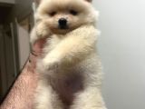 Show Kali̇te Ayi Surat Pomerani̇an Boo Yavrumuz