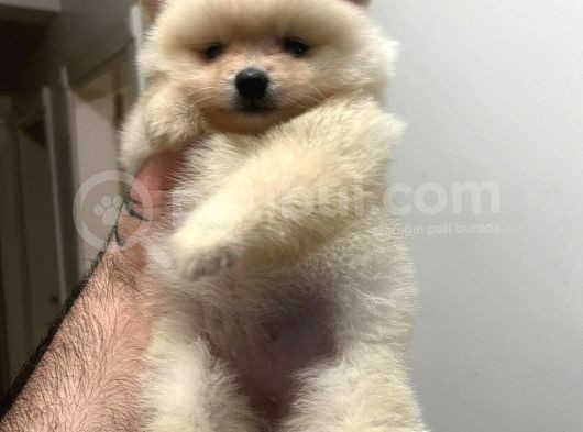Show Kali̇te Ayi Surat Pomerani̇an Boo Yavrumuz görsel