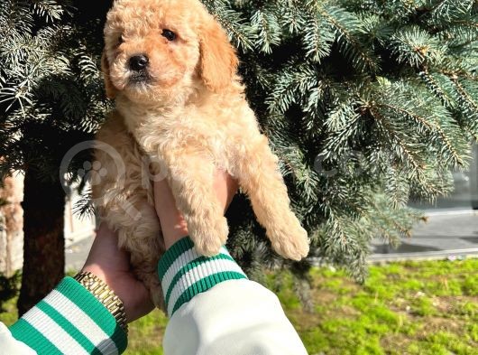 Show Düzey A Kali̇te Toy Poodle Yavrumuz görsel