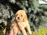 Show Düzey A Kali̇te Toy Poodle Yavrumuz