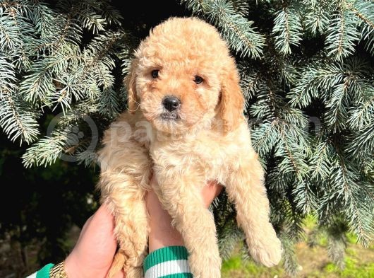 Show Düzey A Kali̇te Toy Poodle Yavrumuz