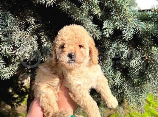 Show Düzey A Kali̇te Toy Poodle Yavrumuz görsel