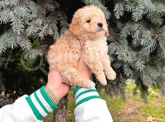 Show Kali̇te Kore Kani Toy Poodle Yavrumuz görsel