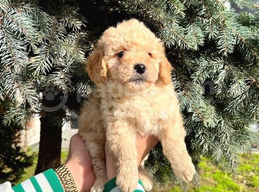 Show Kali̇te Kore Kani Toy Poodle Yavrumuz görsel
