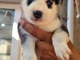 Husky Yavrular
