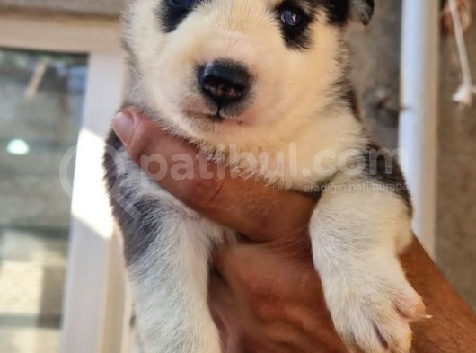 Husky Yavrular görsel