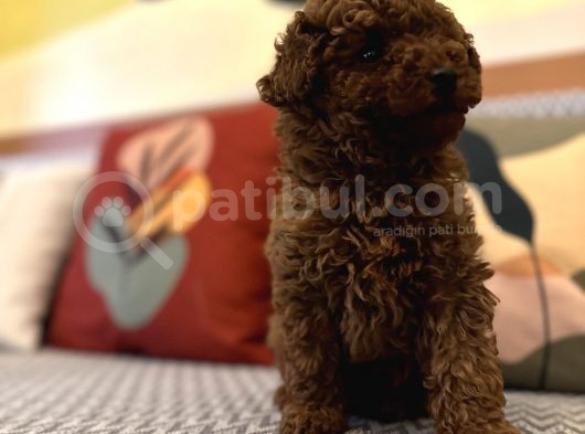 Kızıl Orjinal Toy Poodle Kaniş Safkan Gerçek Garantili görsel