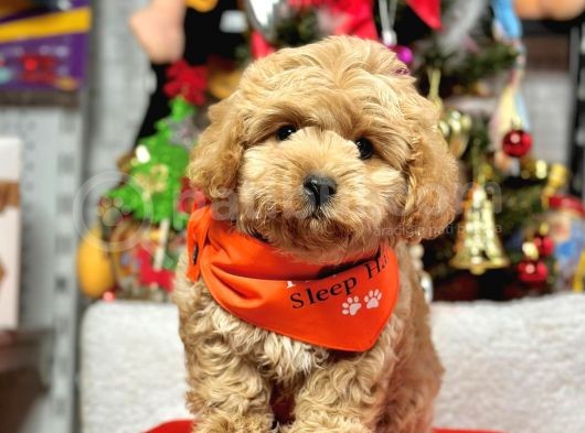 Sevimli Maltipoo Mini Boy Yavrular görsel