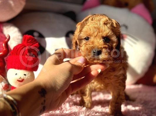 Teacup Di̇şi̇ Toy Poodle Bebeği̇mi̇z görsel