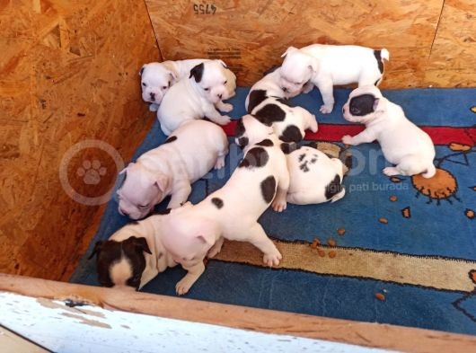French Bulldog Yavrular görsel