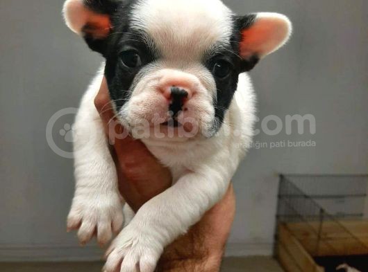 French Bulldog Yavrular görsel