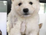 Kar Topu Samoyed Bebekler A Kali̇te