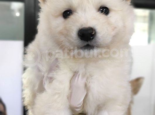 Kar Topu Samoyed Bebekler A Kali̇te görsel