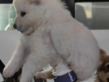 Kar Topu Samoyed Bebekler A Kali̇te