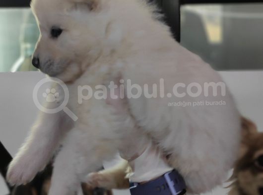 Kar Topu Samoyed Bebekler A Kali̇te görsel