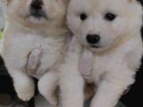 Kar Topu Samoyed Bebekler A Kali̇te