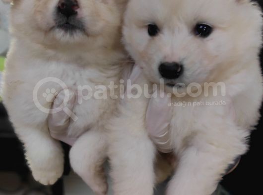 Kar Topu Samoyed Bebekler A Kali̇te görsel