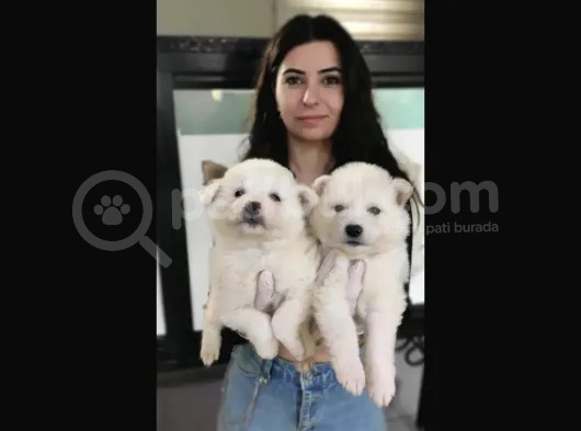 Kar Topu Samoyed Bebekler A Kali̇te