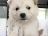 Kar Topu Samoyed Bebekler A Kali̇te