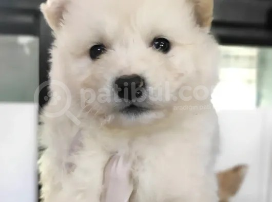Kar Topu Samoyed Bebekler A Kali̇te görsel