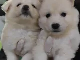 Kar Topu Samoyed Bebekler A Kali̇te
