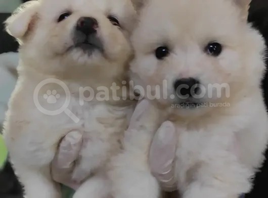 Kar Topu Samoyed Bebekler A Kali̇te görsel