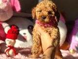 Teacup Di̇şi̇ Toy Poodle Bebeği̇mi̇z