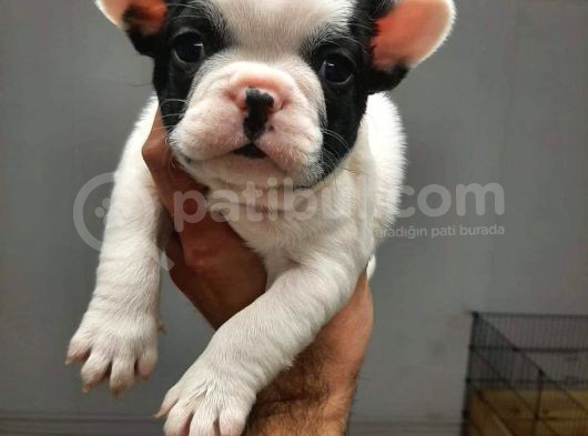 French Bulldog Yavrular görsel