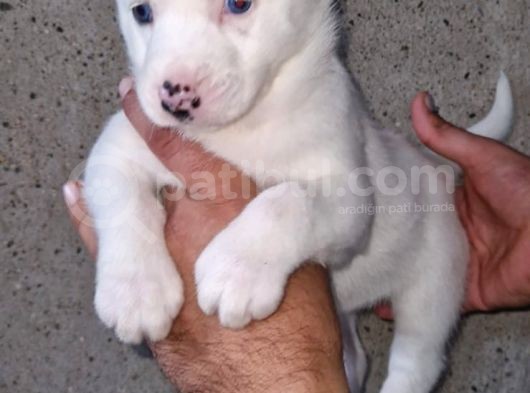 Husky Yavrular görsel