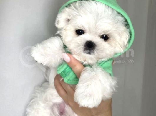 Mini Boy Maltese Güzel Yavrular görsel