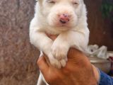 Husky Yavrular