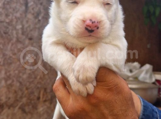 Husky Yavrular görsel