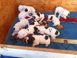 French Bulldog Yavrular
